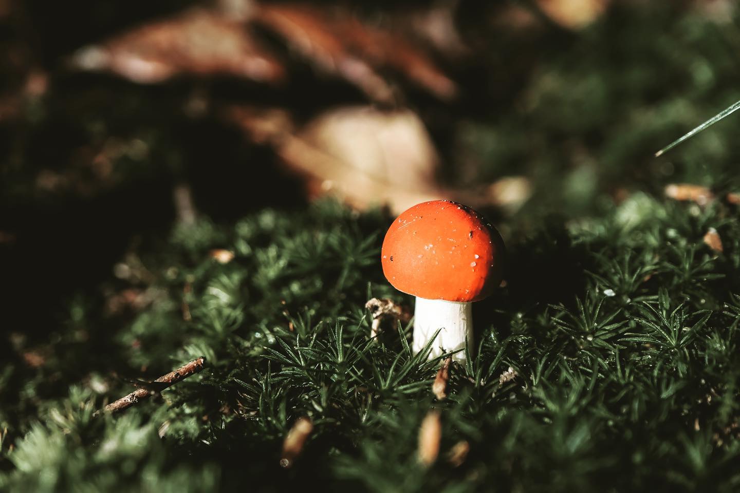 buy Mushrooms online near me