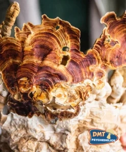 Stay Wyld Organics – Reishi Mushroom Capsules (Bottle of 90)