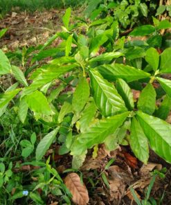 Alternative view of Buy Psychotria viridis (chacruna) leaves