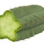 Alternative view of Buy San Pedro Powder Online