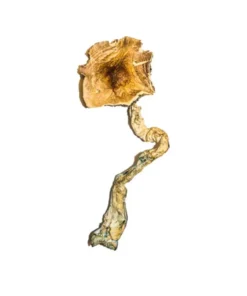 Alternative view of B+ Magic Mushrooms